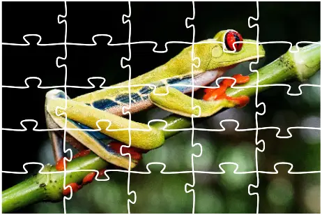 Play Frog Jigsaw Puzzle For Free