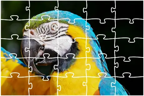 Play Parrot Jigsaw Puzzle For Free