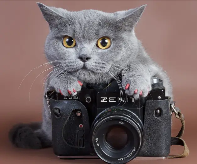 Free Online Full Screen Jigsaw Puzzles